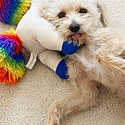 Oliver joined the competition — help win amazing prizes! dog, plush_toy, rainbow_colors, carpet, pet, cute, tongue_out, fluffy, indoor, relaxed, playful, soft_texture, light_fur, animal, lying_down, companion, cozy, stuffed_animal, home, colorful