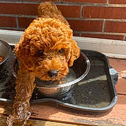 Hershey Johnson is registered to the contest to win money with this photo: puppy, dog, water_bowl, paw, curly_fur, brown, brick_wall, wooden_floor, pet, cute, playing, water_splash, indoor, animal, young_dog, adorable, canine, food_bowl, pet_food, drinking