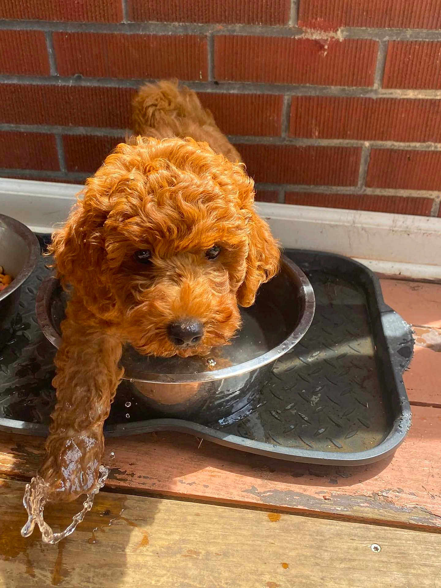Hershey Johnson is registered to the contest to win money with this photo: puppy, dog, water_bowl, paw, curly_fur, brown, brick_wall, wooden_floor, pet, cute, playing, water_splash, indoor, animal, young_dog, adorable, canine, food_bowl, pet_food, drinking