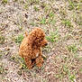 puppy, dog, curly_hair, brown_dog, grass, outdoor, nature, pet, animal, cute, sitting, young_dog, fur, canine, small_dog, field, dry_grass, greenery, side_view, adorable
