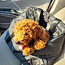 dog, puppy, curly_fur, black_bag, car_seat, sunlight, tongue_out, pet, cute, furry, transportation, interior, cozy, travel, companion, curled_paws, adorable, warm_light, domestic_animal, quilted_bag