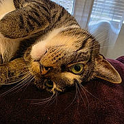 Tobi is registered to the contest to win money with this photo: cat, tabby_cat, pet, indoor, close_up, lying_down, green_eyes, whiskers, fur, curious, window, blinds, curtains, soft_light, cozy, resting, animal, mammal, portrait, feline