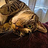 cat, tabby_cat, pet, indoor, close_up, lying_down, green_eyes, whiskers, fur, curious, window, blinds, curtains, soft_light, cozy, resting, animal, mammal, portrait, feline