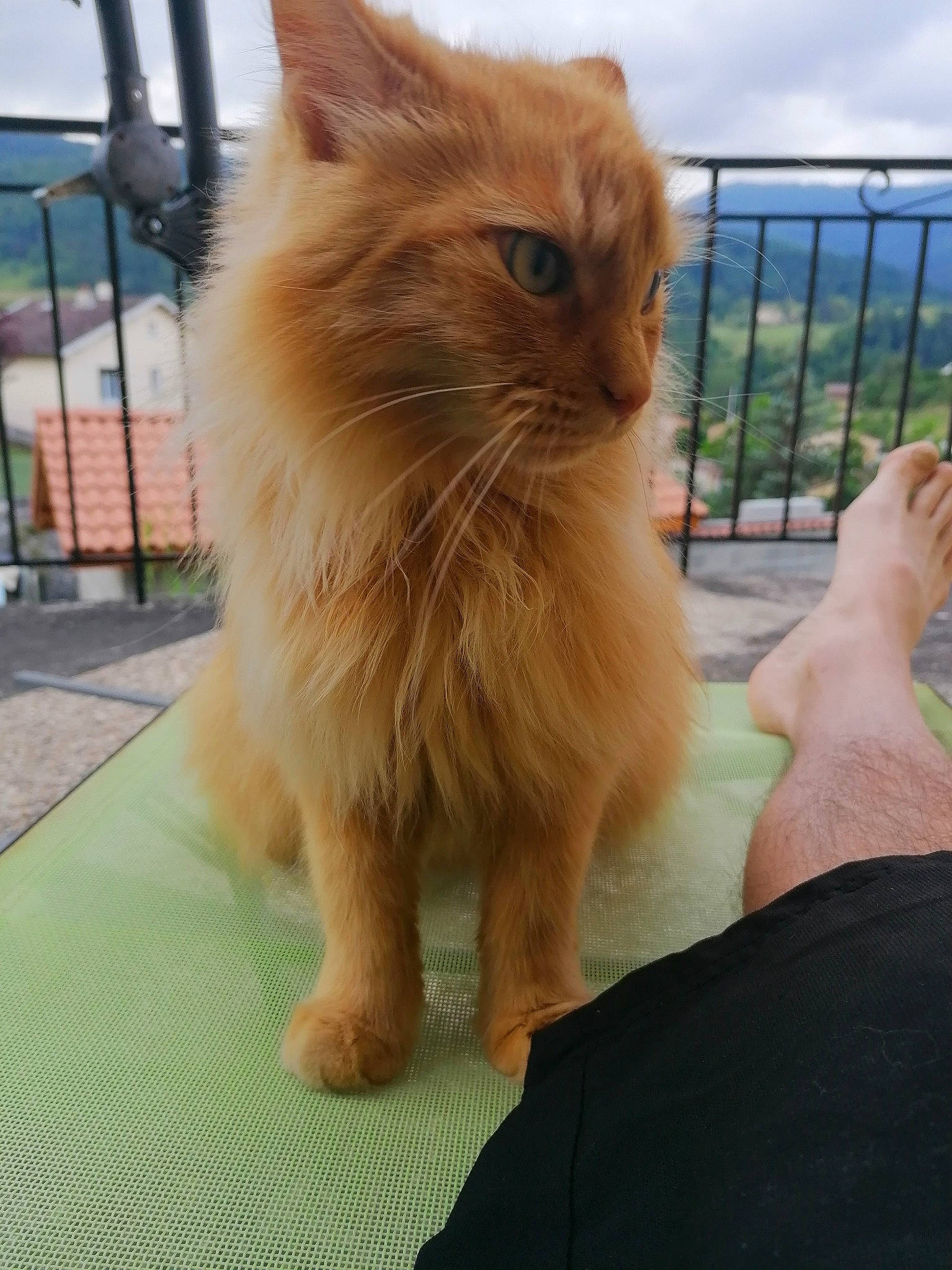 Moustik participe au concours pour gagner de l'argent avec cette photo : british_longhair, carnivore, cat, claw, cloud, companion_dog, fawn, felidae, fence, flooring, fur, grass, persian, plant, sky, small_to_medium_sized_cats, tail, terrestrial_animal, whiskers, wood