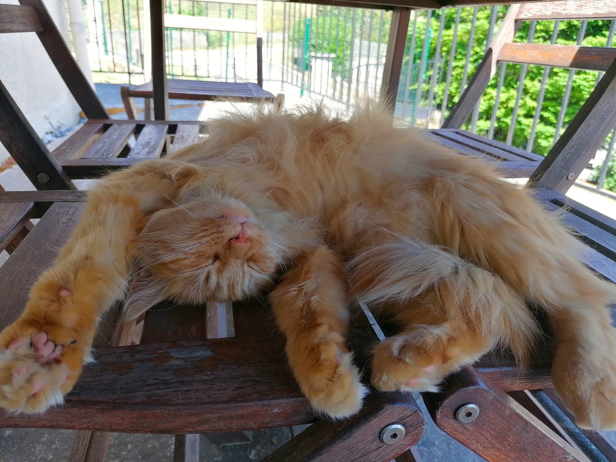 Moustik participe au concours pour gagner de l'argent avec cette photo : canidae, carnivore, cat, chair, claw, comfort, companion_dog, fawn, felidae, fur, paw, plant, small_to_medium_sized_cats, snout, table, tail, tree, whiskers, window, wood
