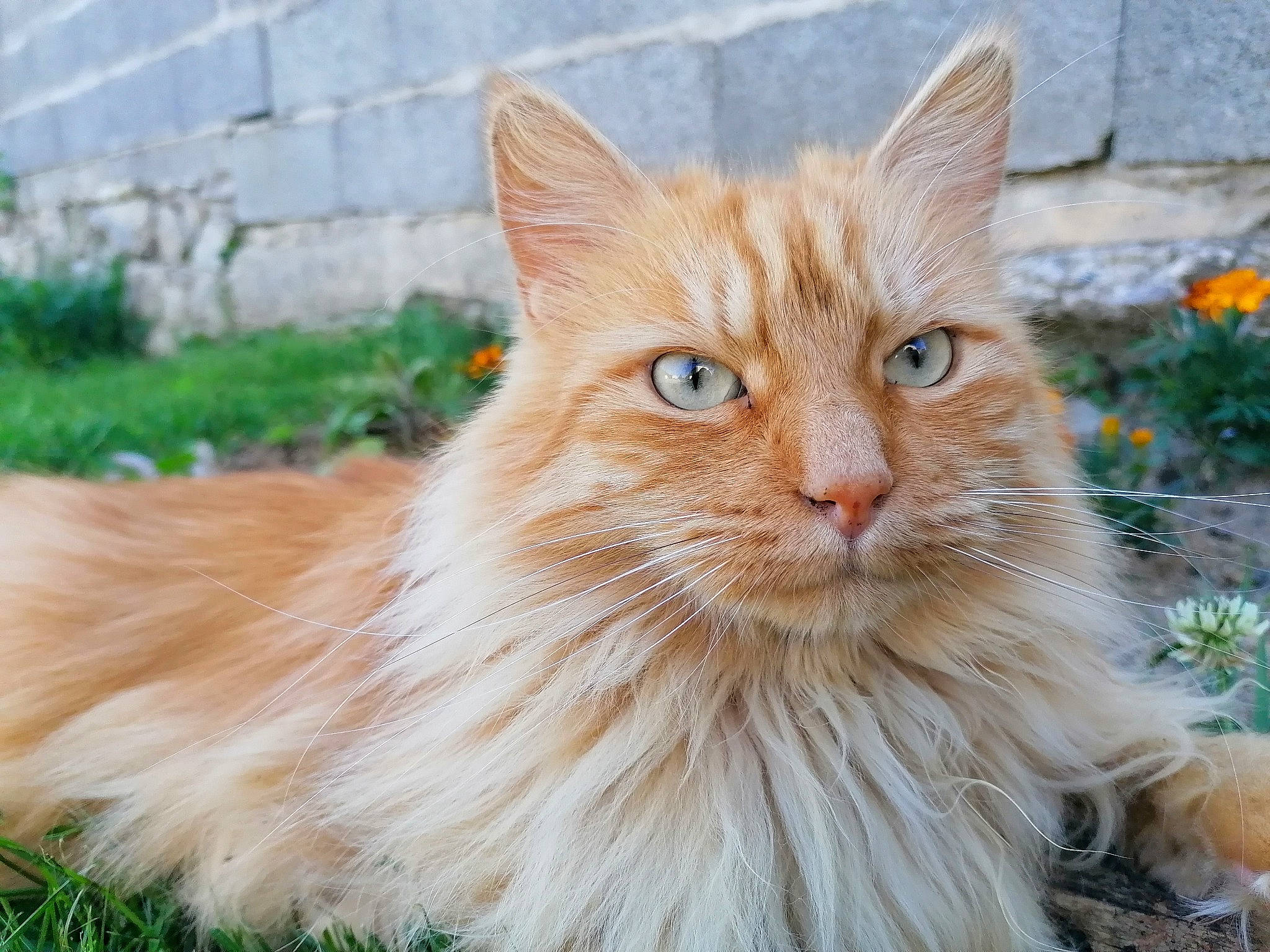 Moustik a rejoint le concours — aidez-le/la à gagner de superbes lots ! british_longhair, carnivore, cat, fawn, felidae, fur, grass, persian, plant, small_to_medium_sized_cats, snout, tail, terrestrial_animal, whiskers, wildlife, window