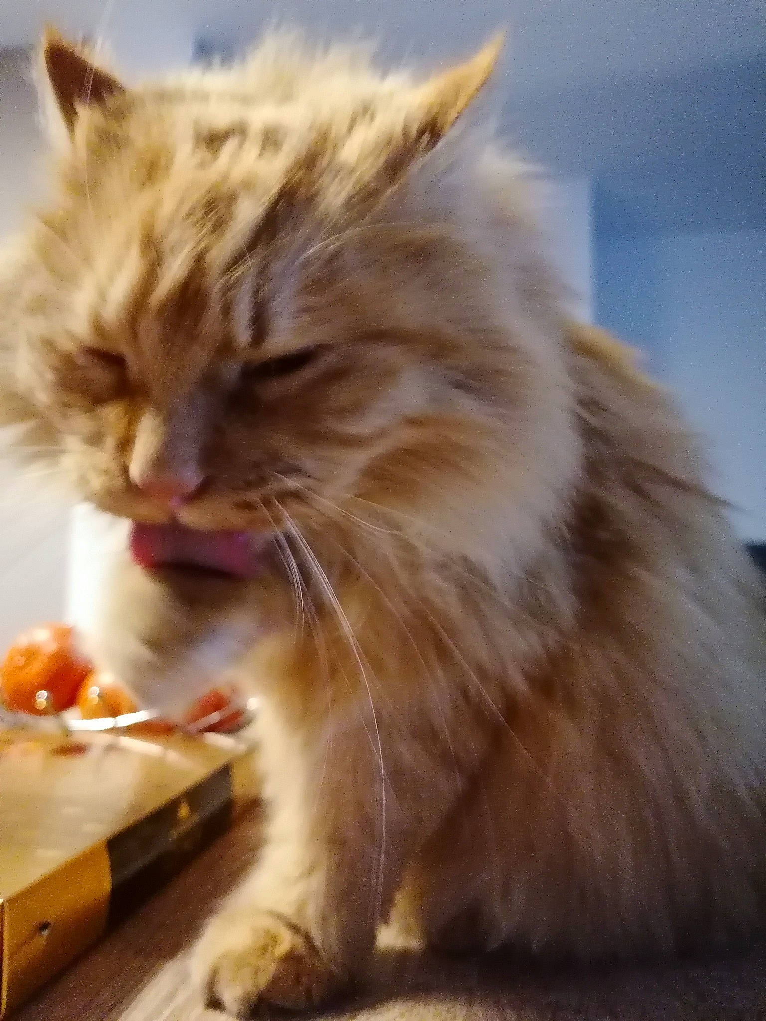 Moustik participe au concours pour gagner de l'argent avec cette photo : biting, carnivore, cat, cat_food, claw, domestic_short_haired_cat, fawn, felidae, food, fruit, fur, maine_coon, paw, plant, recipe, small_to_medium_sized_cats, snout, tail, whiskers, window