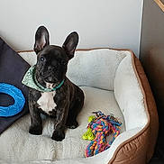 Anoa participe au concours pour gagner de l'argent avec cette photo : animal, attention, bandana, blue_toy, brown, cute, dog, dog_bed, floor, french_bulldog, furniture, indoor, pet, pet_accessory, puppy, rope_toy, sitting, small_dog, toy, white_chest