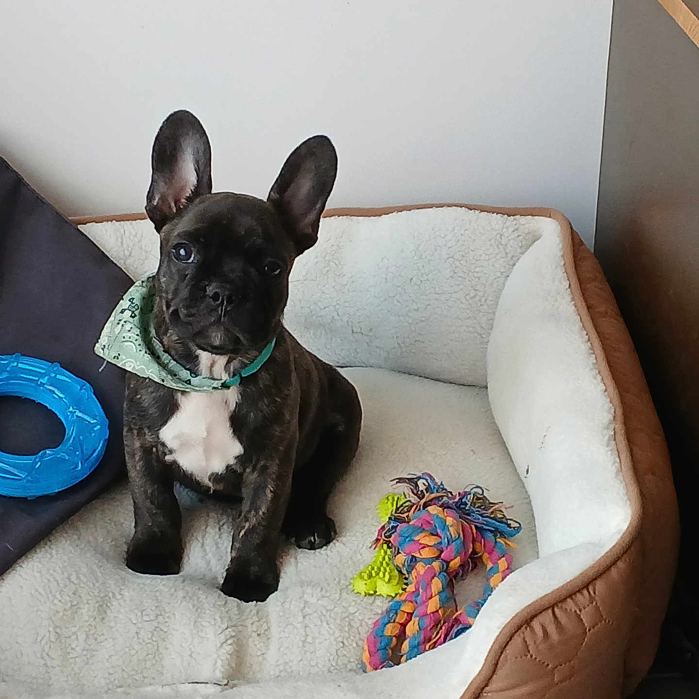 Anoa participe au concours pour gagner de l'argent avec cette photo : animal, attention, bandana, blue_toy, brown, cute, dog, dog_bed, floor, french_bulldog, furniture, indoor, pet, pet_accessory, puppy, rope_toy, sitting, small_dog, toy, white_chest