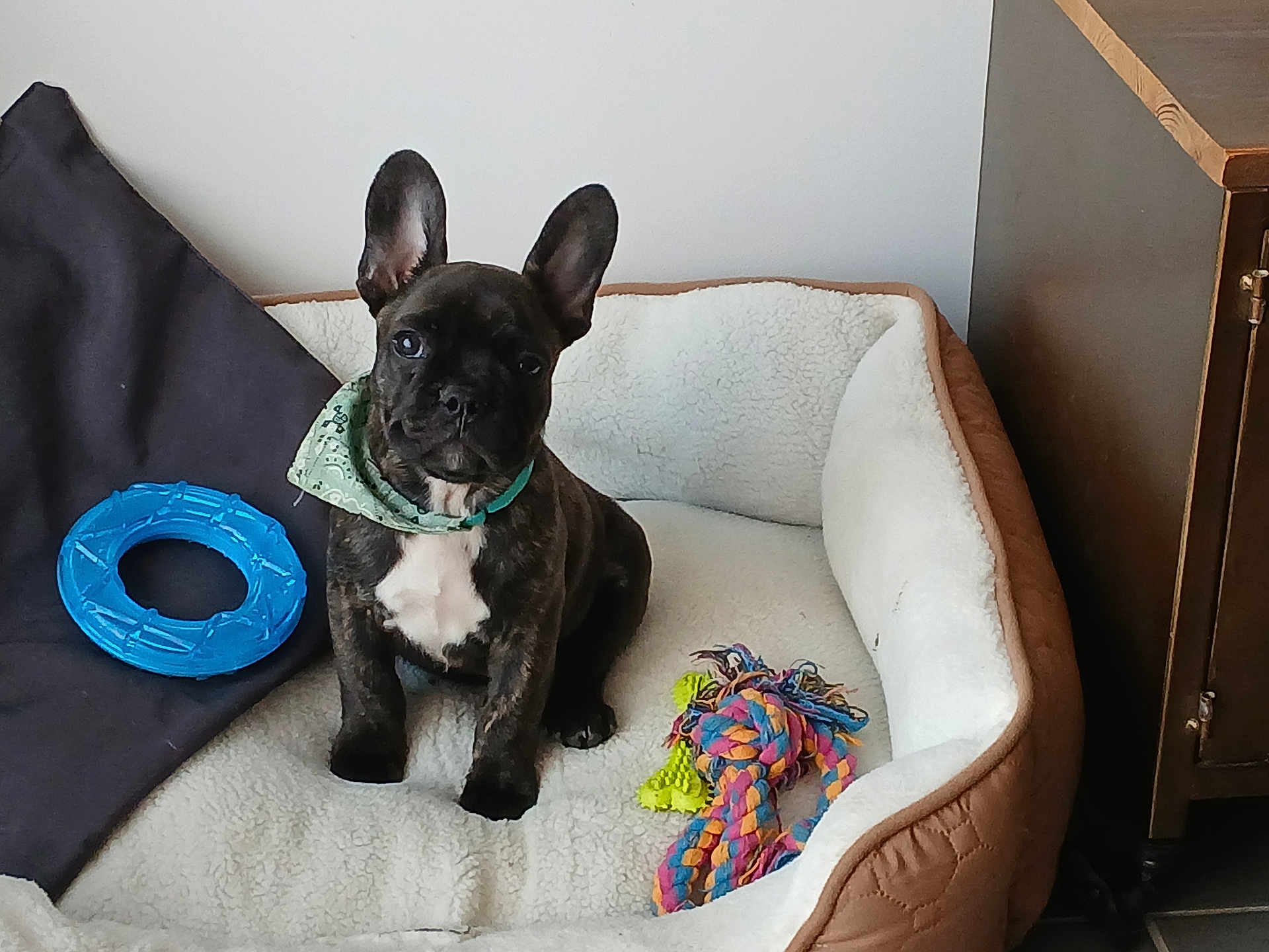 Anoa participe au concours pour gagner de l'argent avec cette photo : animal, attention, bandana, blue_toy, brown, cute, dog, dog_bed, floor, french_bulldog, furniture, indoor, pet, pet_accessory, puppy, rope_toy, sitting, small_dog, toy, white_chest