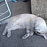 animal, cat, concrete, floor, fur, grey, mammal, outdoor, paw, peaceful, pet, quiet, relaxed, resting, side_view, sleeping, stone, striped, tail, white