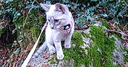 Vortek'S participe au concours pour gagner de l'argent avec cette photo : adventure, animal, cat, curious, exploring, foliage, forest, greenery, kitten, leash, leaves, moss, nature, outdoor, pet, plants, rock, small, wildlife, young