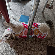 Vortek'S a rejoint le concours — aidez-le/la à gagner de superbes lots ! animal, cat, closeup, curious, cute, domestic, donut_pattern, floor_tiles, furniture, gray_fur, hand, indoor, lying_down, paws, pet, playful, shirt, striped_tail, table_leg, white_fur