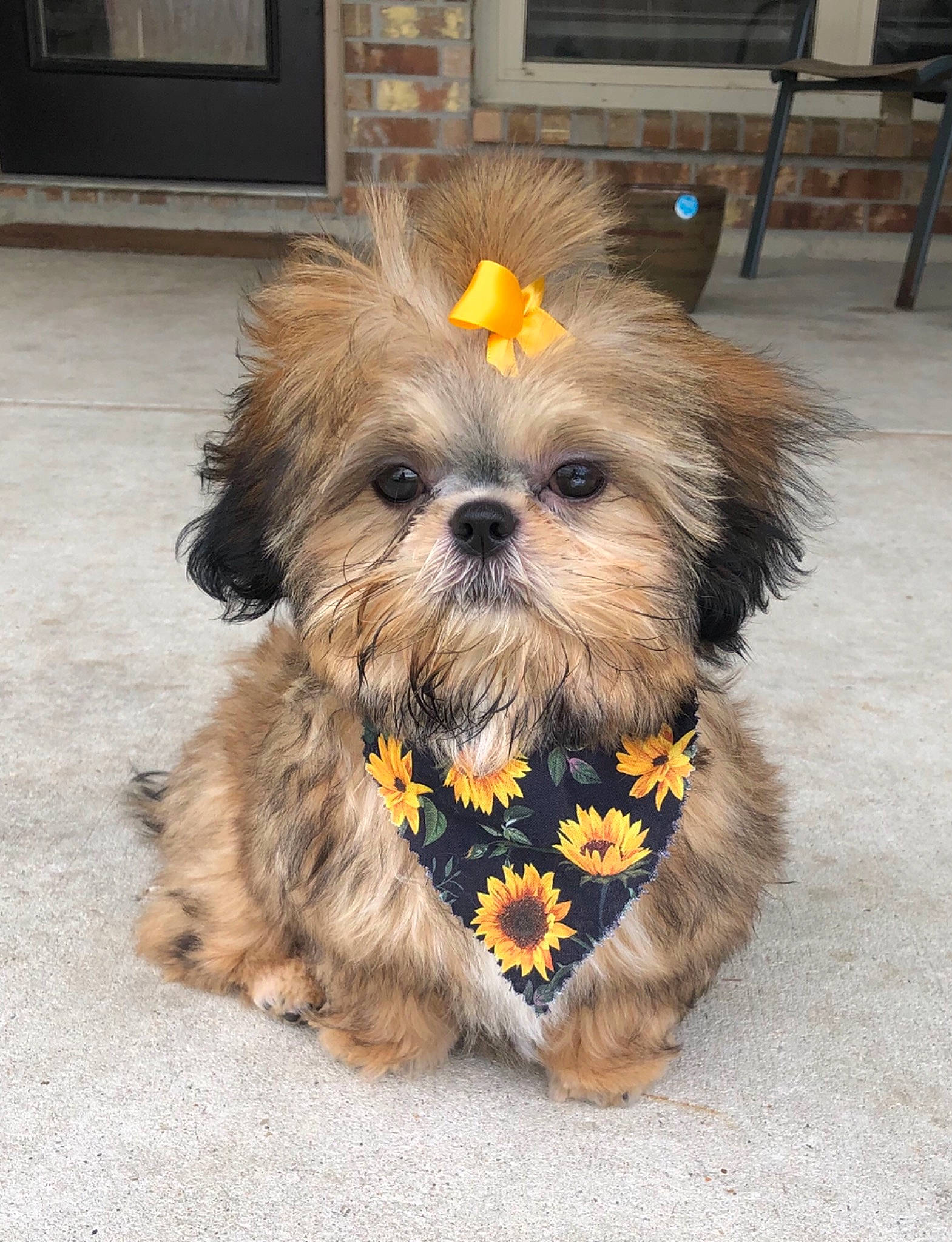 Daisy is registered to the contest to win money with this photo: canidae, carnivore, chinese_imperial_dog, companion_dog, dog, dog_breed, fur, griffon_bruxellois, lhasa_apso, maltepoo, mammal, morkie, pekapoo, poodle_crossbreed, puppy, rare_breed_dog, shih_tzu, snout, toy_dog, vertebrate