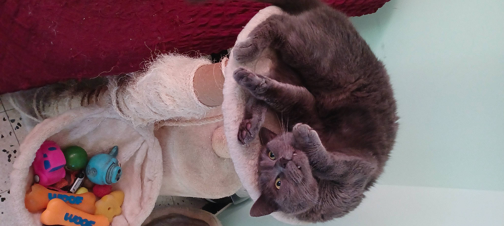 Guizmo a rejoint le concours — aidez-le/la à gagner de superbes lots ! cat, claw, comfort, ear, fawn, felidae, fur, liver, nap, natural_material, paw, plush, small_to_medium_sized_cats, snout, stuffed_toy, tail, toy, whiskers, wool