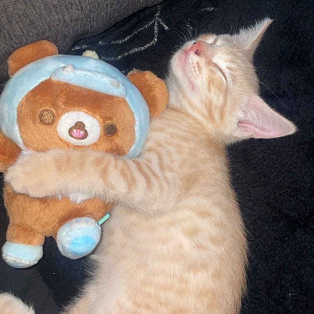 Cheeto
