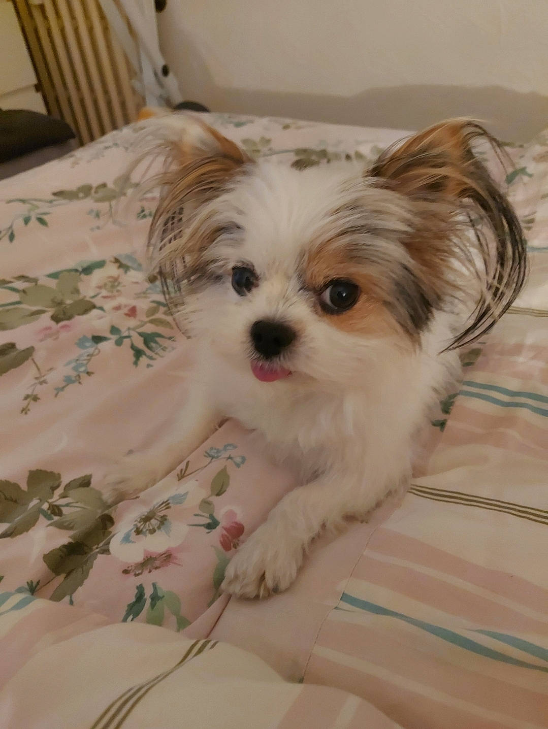 Douky a rejoint le concours — aidez-le/la à gagner de superbes lots ! biewer_terrier, canidae, carnivore, companion_dog, dog, dog_breed, dog_supply, fawn, fur, hardwood, liver, maltepoo, pet_supply, small_terrier, snout, sporting_group, terrier, toy_dog, whiskers, working_animal