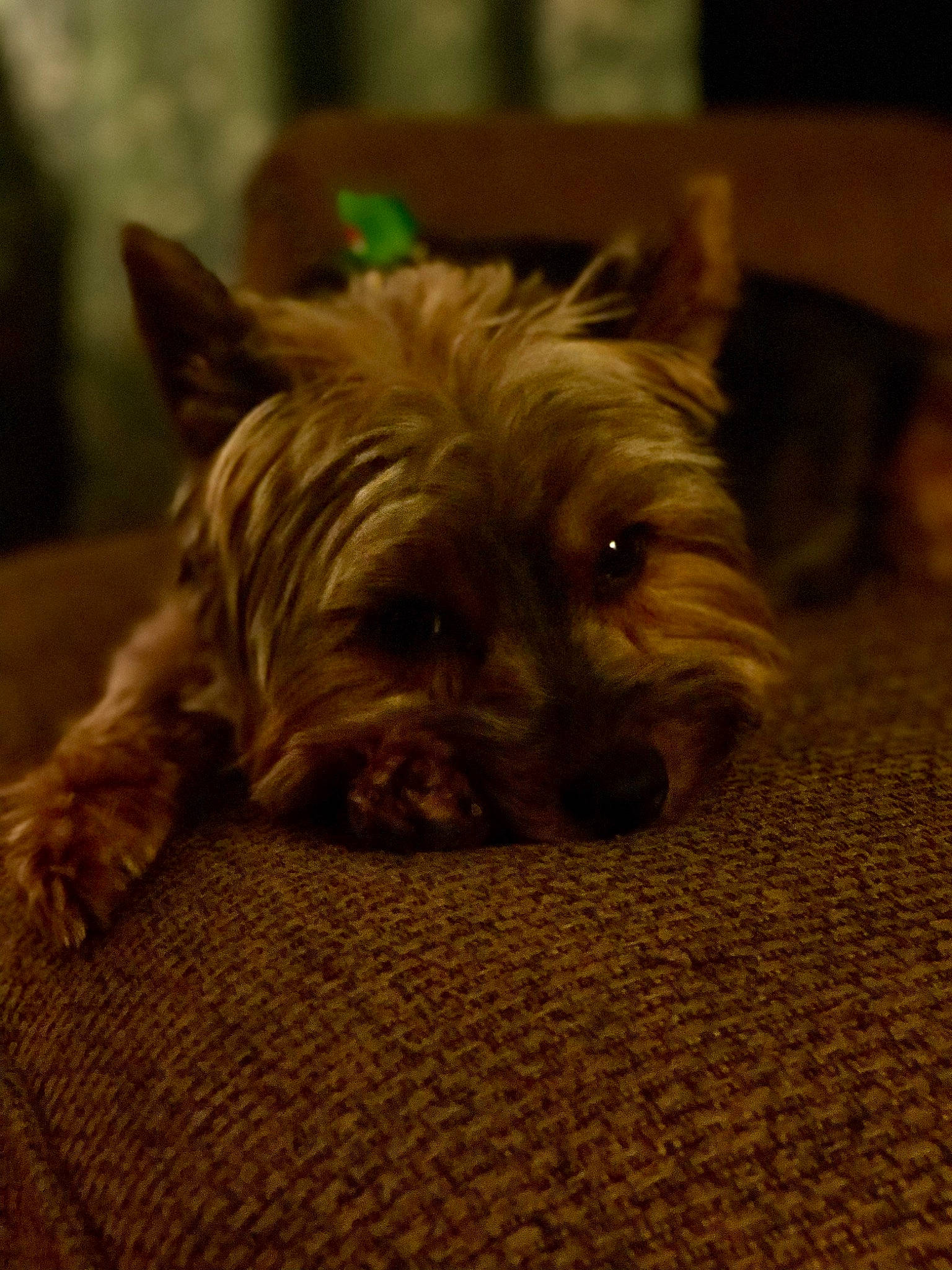 Jax joined the competition — help win amazing prizes! australian_silky_terrier, australian_terrier, cairn_terrier, canidae, carnivore, dog, dog_breed, glen_of_imaal_terrier, mammal, norfolk_terrier, norwich_terrier, rare_breed_dog, small_terrier, snout, sporting_group, terrier, toy_dog, vertebrate, west_highland_white_terrier, yorkshire_terrier