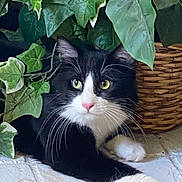 Ollie is registered to the contest to win money with this photo: cat, black_and_white, houseplant, ivy, green_leaves, basket, indoor, pet, fur, whiskers, alert, resting, tile_floor, curious, animal, domestic, nature, closeup, cozy, paws