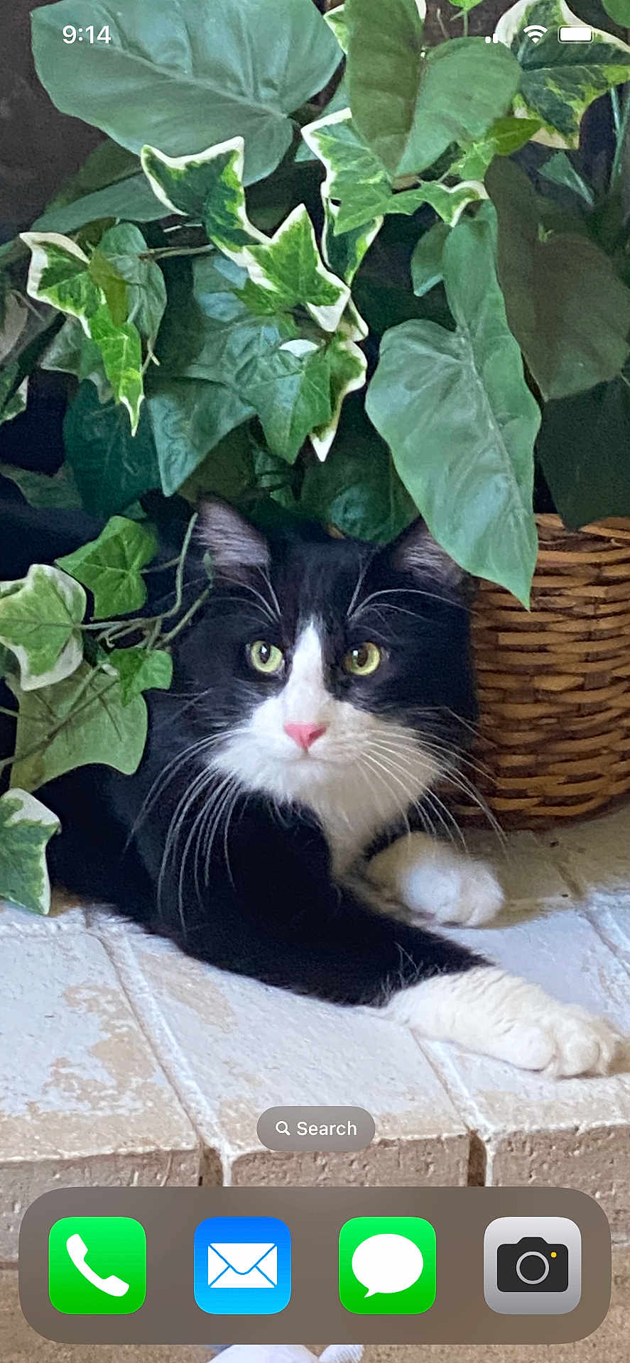 Ollie is registered to the contest to win money with this photo: cat, black_and_white, houseplant, ivy, green_leaves, basket, indoor, pet, fur, whiskers, alert, resting, tile_floor, curious, animal, domestic, nature, closeup, cozy, paws