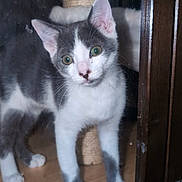 Lucky joined the competition — help win amazing prizes! animal, cat, close_up, curious, cute, domestic_cat, ears, feline, glass_door, gray_and_white, indoor, kitten, looking, paws, pet, scratching_post, standing, whiskers, wooden_floor, young_cat