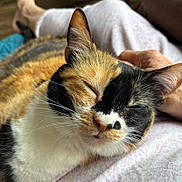 Iggie joined the competition — help win amazing prizes! animal, blanket, calico_cat, cat, close_up, cozy, cuddling, ears, face, feline, fur, indoor, nose, pet, portrait, relaxed, sleeping, sleepy, tricolor, whiskers