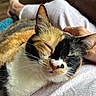 animal, blanket, calico_cat, cat, close_up, cozy, cuddling, ears, face, feline, fur, indoor, nose, pet, portrait, relaxed, sleeping, sleepy, tricolor, whiskers