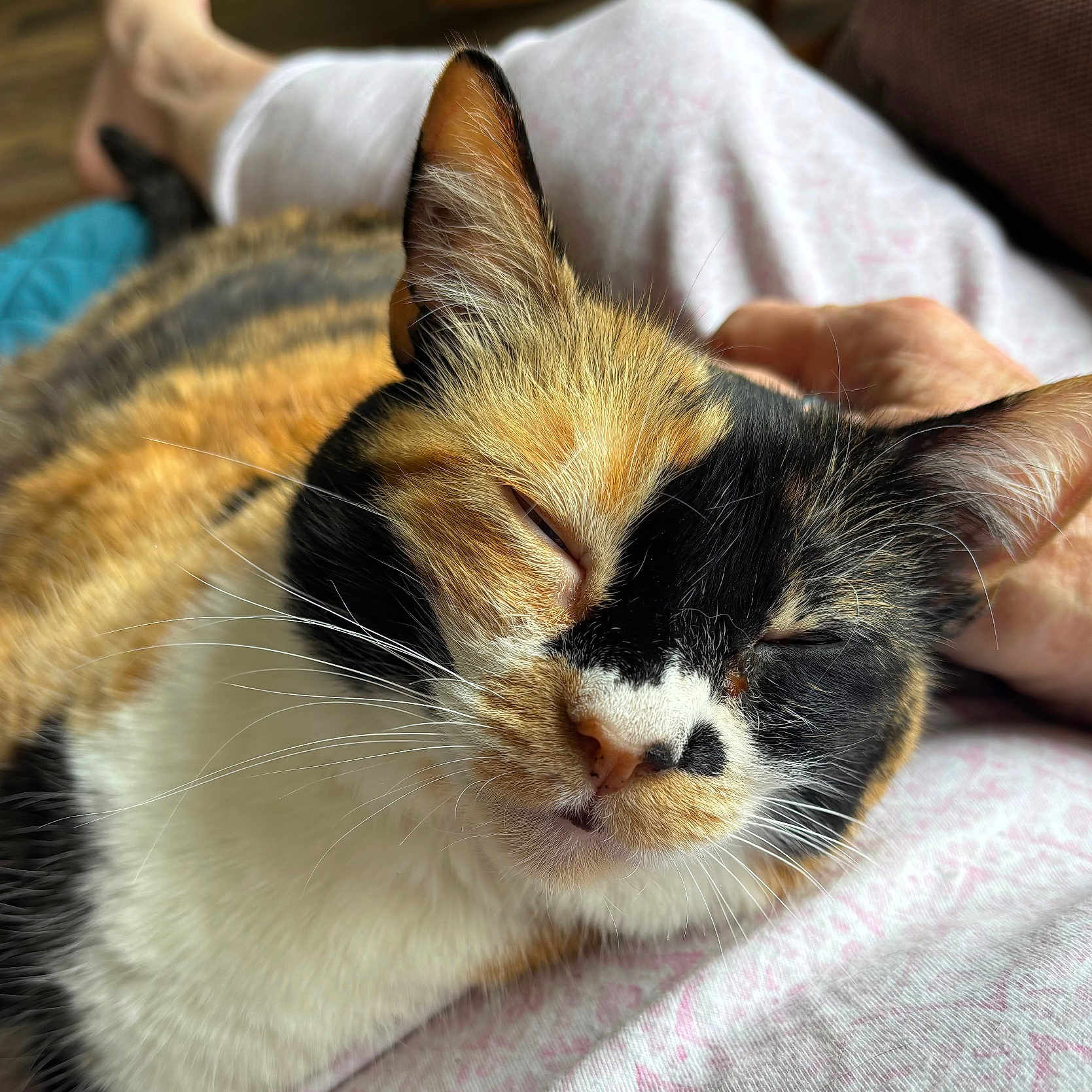 Iggie joined the competition — help win amazing prizes! animal, blanket, calico_cat, cat, close_up, cozy, cuddling, ears, face, feline, fur, indoor, nose, pet, portrait, relaxed, sleeping, sleepy, tricolor, whiskers