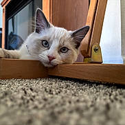 Mittens joined the competition — help win amazing prizes! cat, kitten, blue_eyes, fluffy, white_fur, cream_fur, portrait, close_up, animal, pet, indoors, wooden_frame, carpet, floor, lying_down, whiskers, ears, pink_nose, curious