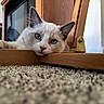 cat, kitten, blue_eyes, fluffy, white_fur, cream_fur, portrait, close_up, animal, pet, indoors, wooden_frame, carpet, floor, lying_down, whiskers, ears, pink_nose, curious