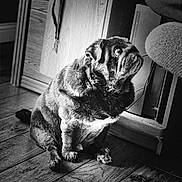 Tank is registered to the contest to win money with this photo: dog, pug, pet, indoor, wooden_floor, black_and_white, animal, fur, sitting, looking_up, floor, furniture, computer, cozy, portrait, canine, cute, domestic, companion, texture