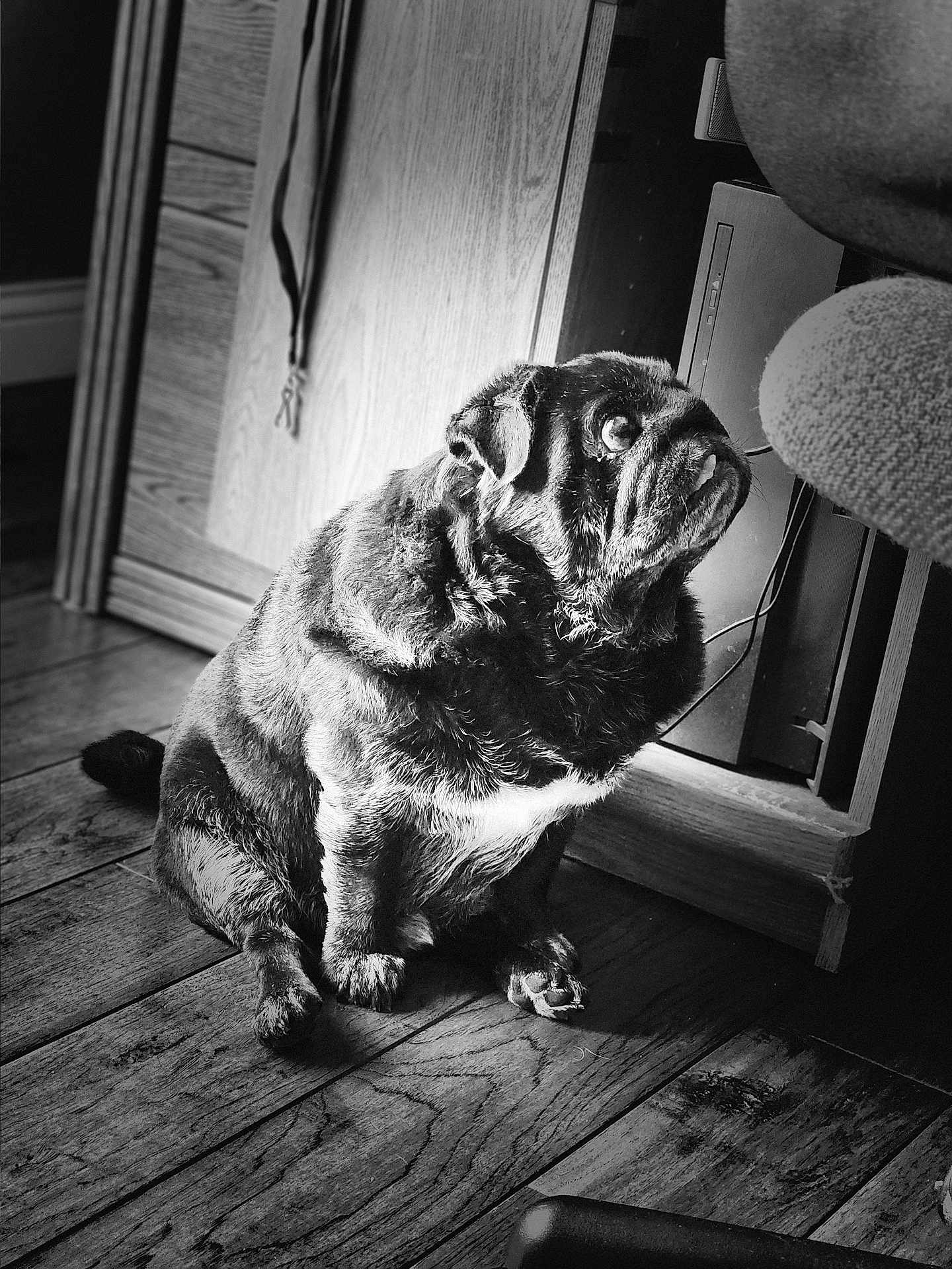 Tank is registered to the contest to win money with this photo: dog, pug, pet, indoor, wooden_floor, black_and_white, animal, fur, sitting, looking_up, floor, furniture, computer, cozy, portrait, canine, cute, domestic, companion, texture
