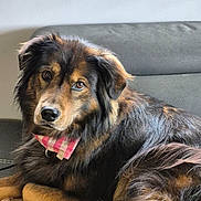 Mia joined the competition — help win amazing prizes! dog, bandana, couch, indoor, pet, fur, brown, black, portrait, relaxed, animal, canine, cute, fluffy, laying, domestic, companion, looking, face, ears