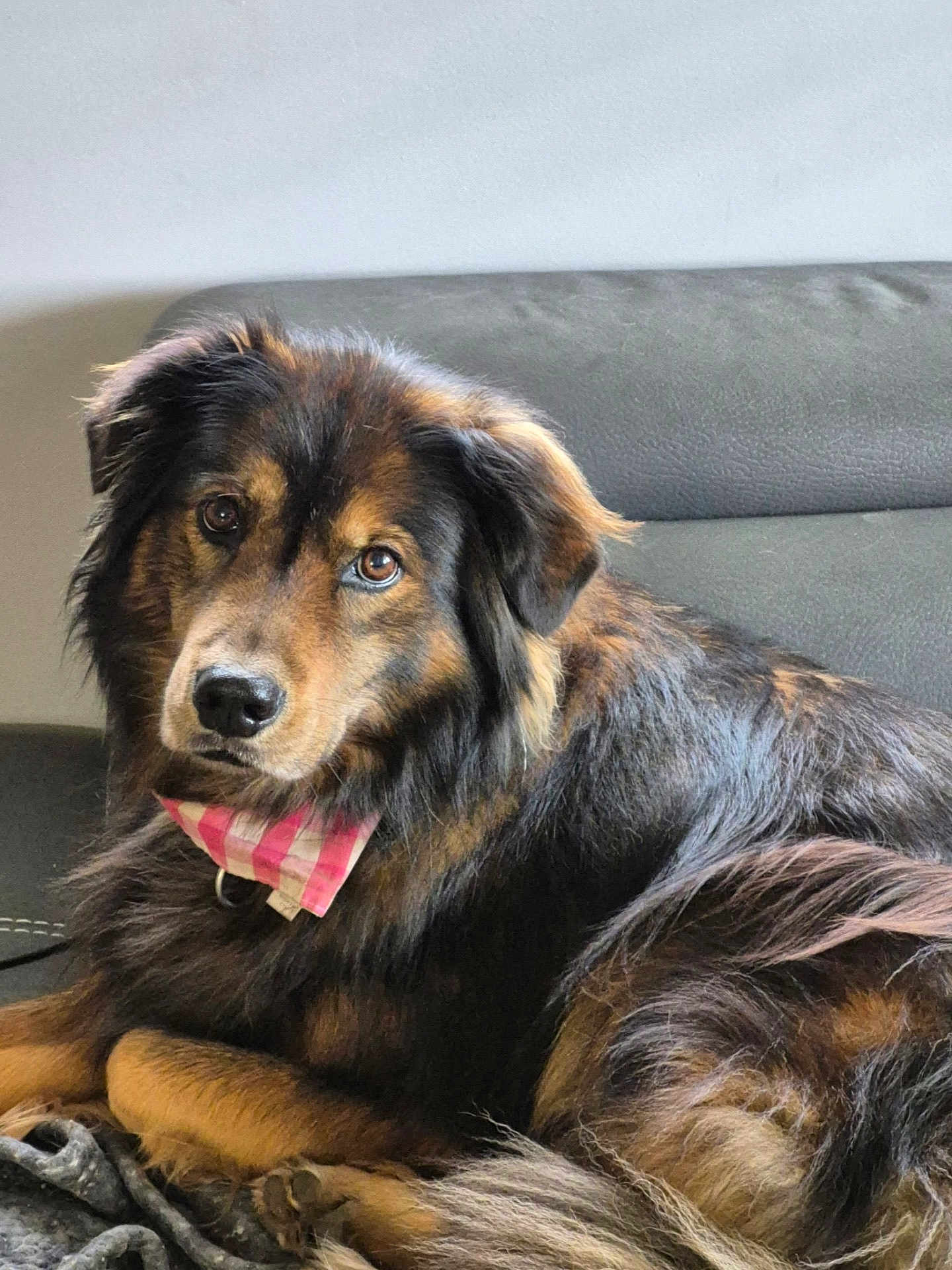 Mia joined the competition — help win amazing prizes! dog, bandana, couch, indoor, pet, fur, brown, black, portrait, relaxed, animal, canine, cute, fluffy, laying, domestic, companion, looking, face, ears