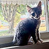 Socks is registered to the contest to win money with this photo: kitten, cat, windowsill, window, indoor, natural_light, whiskers, curious, pet, animal, feline, young, sitting, fur, ears, tail, daylight, blurred_background, house, domestic