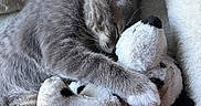 Socks joined the competition — help win amazing prizes! cat, kitten, plush_toy, stuffed_animal, gray_fur, sleeping, cuddling, blanket, soft_texture, cozy, pet, animal, indoor, resting, cute, paw, fur, ears, relaxation, domestic