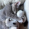 cat, kitten, plush_toy, stuffed_animal, gray_fur, sleeping, cuddling, blanket, soft_texture, cozy, pet, animal, indoor, resting, cute, paw, fur, ears, relaxation, domestic