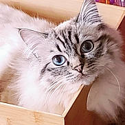 Sadie Princess is registered to the contest to win money with this photo: cat, blue_eyes, fluffy, wooden_box, curious, pet, feline, indoor, close_up, whiskers, soft_fur, cute, domestic_animal, toy, colorful_background, portrait, animal, looking, cozy, resting