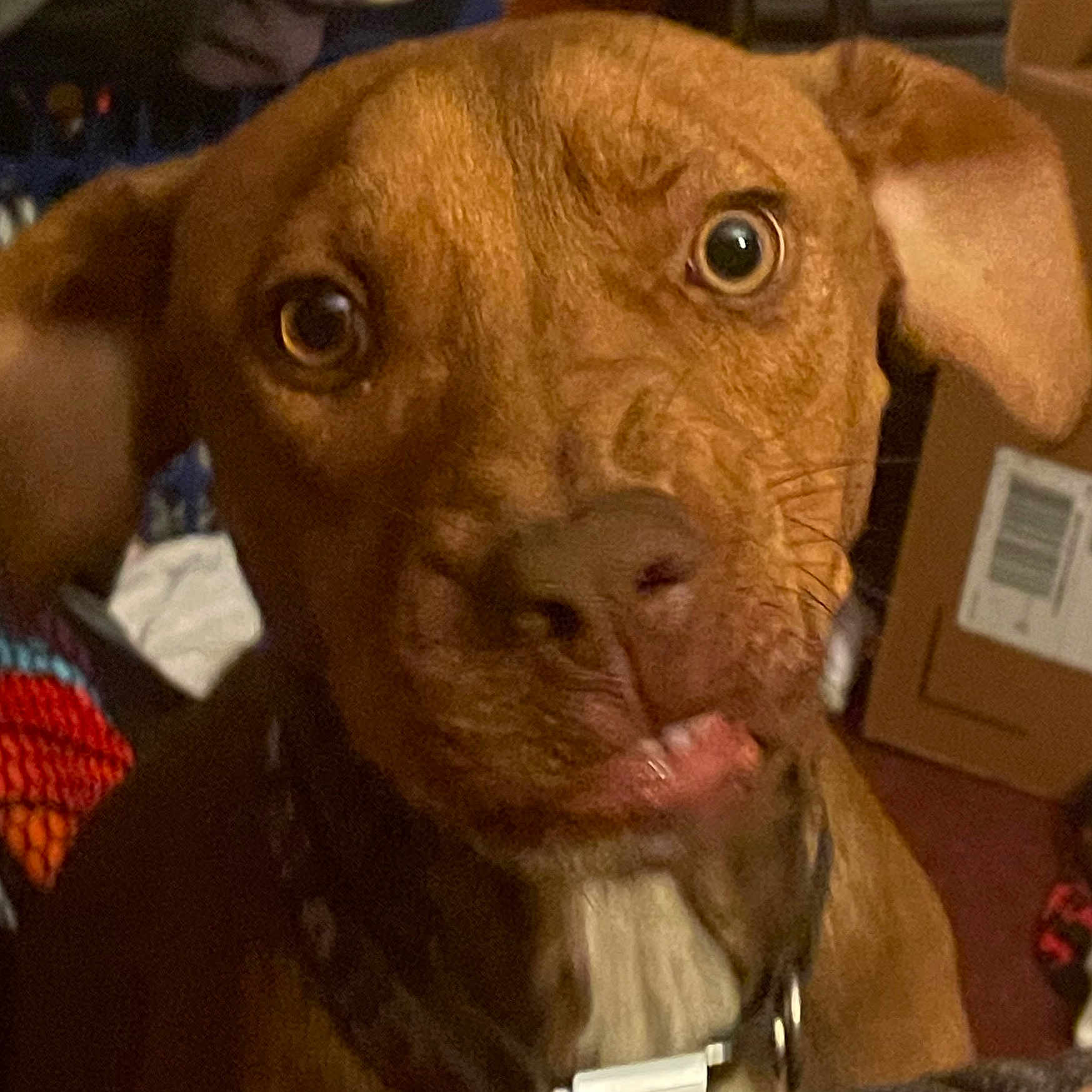 Murphy