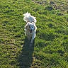 Julia participe au concours pour gagner de l'argent avec cette photo : animal, canine, daylight, dog, field, fur, grass, greenery, happy, nature, outdoor, pet, playful, running, shadow, summer, sunlight, sunshine, walking, white_dog