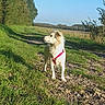 Julia a rejoint le concours — aidez-le/la à gagner de superbes lots ! dog, white_dog, red_harness, outdoor, grass, path, gravel, trees, nature, sunlight, daytime, canine, field, sky, animal, pet, walking, alert, looking_away, scenery
