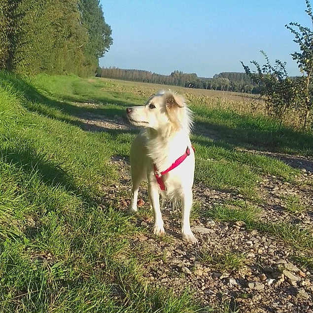 Julia a rejoint le concours — aidez-le/la à gagner de superbes lots ! dog, white_dog, red_harness, outdoor, grass, path, gravel, trees, nature, sunlight, daytime, canine, field, sky, animal, pet, walking, alert, looking_away, scenery