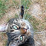 Lucky a rejoint le concours — aidez-le/la à gagner de superbes lots ! animal, cat, close_up, curious, dirt, domestic_cat, ears, feline, fur, grass, green_eyes, looking_up, mammal, nature, outdoor, pet, tabby, tail, whiskers, young_cat
