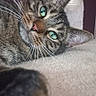 Lucky a rejoint le concours — aidez-le/la à gagner de superbes lots ! animal, cat, close_up, curious, cute, feline, fur, green_eyes, household, indoor, looking_at_camera, paw, pet, playful, portrait, relaxed, scratching_post, soft_surface, tabby, whiskers