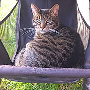 Lucky participe au concours pour gagner de l'argent avec cette photo : animal, cat, closeup, daylight, domestic_cat, feline, grass, green_eyes, looking_at_camera, nature, outdoor, pet, portrait, relaxed, resting, seated, striped, stroller, tabby_cat, whiskers