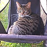 animal, cat, closeup, daylight, domestic_cat, feline, grass, green_eyes, looking_at_camera, nature, outdoor, pet, portrait, relaxed, resting, seated, striped, stroller, tabby_cat, whiskers