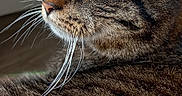 Lucky a rejoint le concours — aidez-le/la à gagner de superbes lots ! animal, cat, close_up, curious, cute, domestic_cat, feline, fur, green_eyes, household_pet, indoor, looking_away, mammal, pet, portrait, relaxed, soft_light, striped, tabby_cat, whiskers