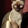 Kyo participe au concours pour gagner de l'argent avec cette photo : animal, blue_eyes, calm, cat, closeup, cute, domestic_animal, elegant, feline, fur, indoor, looking_at_camera, mammal, pet, portrait, shadow, siamese_cat, sitting, sunlight, whiskers