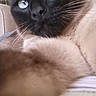 cat, siamese_cat, blue_eyes, close_up, paw, pet, indoor, feline, whiskers, fur, animal, curious, home, couch, plant, shelf, relaxed, portrait, domestic_animal, cute
