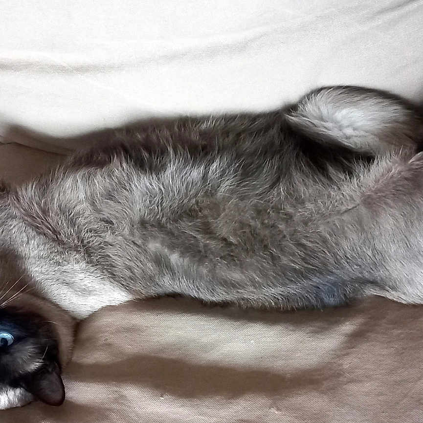Kyo